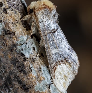 a mothee mothee moth moth moth moth moth moth moth moth moth moth moth