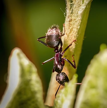 a antelope antelope antelope antelope antelope
