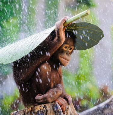 Wildlife Bali