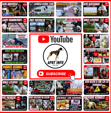 apbt info american pit bull terrier videos and game dog history