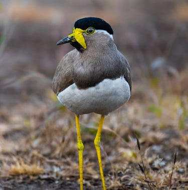 birds