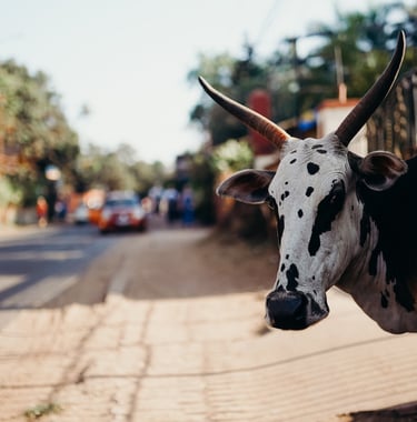 india