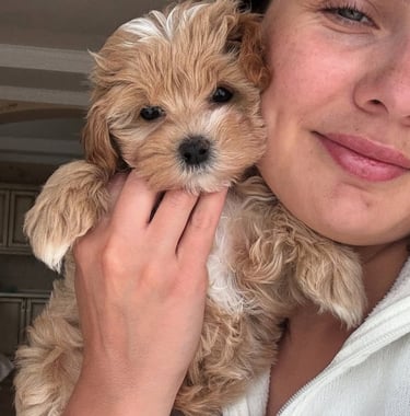 Maltipoo Puppies for Sale