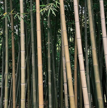 A tall vertical shot of a serene bamboo grove with deep forest green leaves and warm beige stalks. The composition is clean and artistic, capturing the tranquil and luxurious essence of nature.
