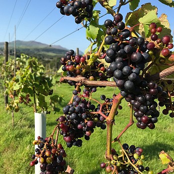 Pant Du Vineyard Penygroes, Caernarfon