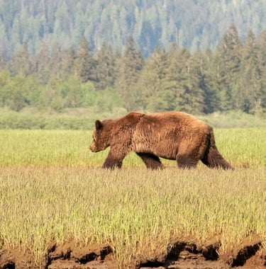 Colombie-Britannique, Canada