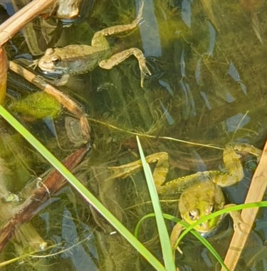 GRENOUILLES DANS L'EAU