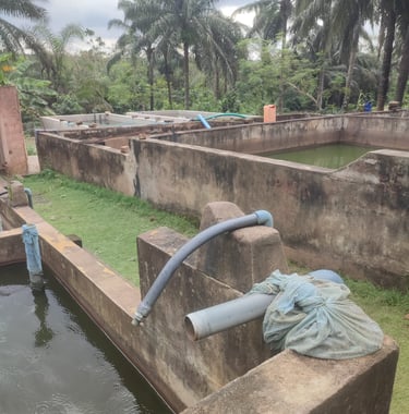 Bassins où sont élevés les poissons juvéniles de l'association MOBOVOME