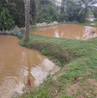 Étangs où sont élevés les poissons chats et tilapias