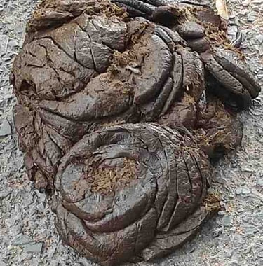 Indian village cow dung collected fresh for organic farming and soil enrichment