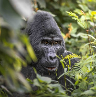 a gorilla in the jungle with a gorilla in the background