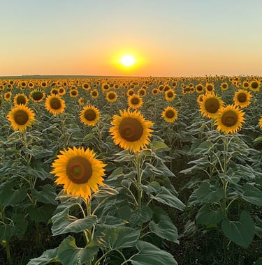 Field of sunflowers at sunset