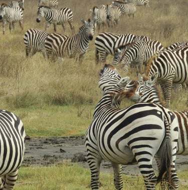 a herd of zebras standing and others having funny in Ngorongoro Crater