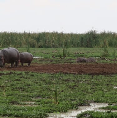 A group of Hippopotamus refreshing at Lake Manyara National Park