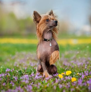Chinese Crested puppies for sale
