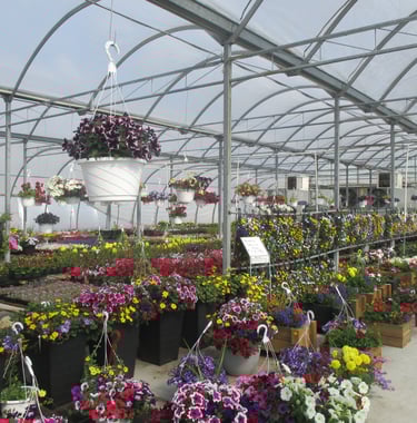 Flowers, Tomatoes, Peppers, Herbs, and More!