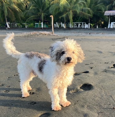 bobby the poodle at camping babsita on the carribean coast in costa rica on the beach