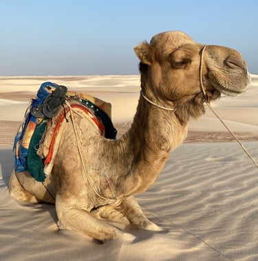 Socotra island tour camel