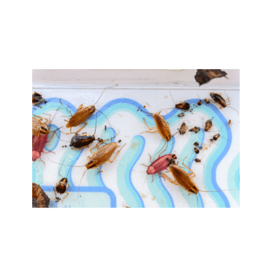 inféstations blattes, cafards dans cuisine annemasse, la roche sur foron, bonneville, cluses