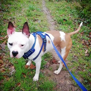 promenade de chien american staffordshire