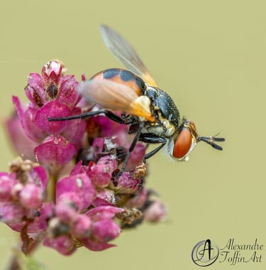 Aller à la page Autres Insectes, qui dévoilent leur beauté et leur différence pour les aimer +