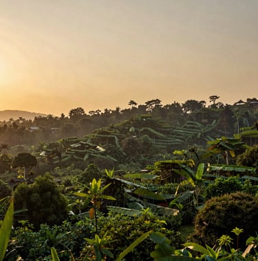 A photography of the sunset over the Kanhai Van biodiversity collective, highlighting the varied heights of the regenerative agroforestry canopy and the peaceful, sustainable atmosphere of the South Asian / Indian region.