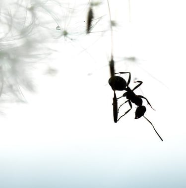 a spider spider webcamerator in a tree