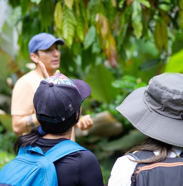 A nature guide leads a guided jungle tour for hikers in a lush tropical rainforest.