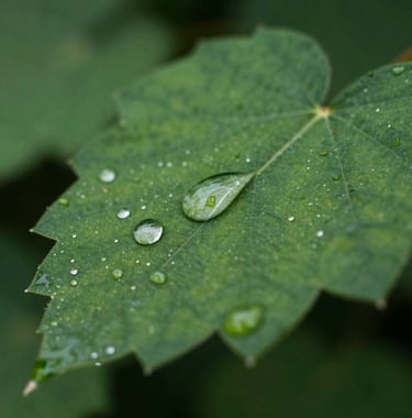 Macro shot of water droplets on a deep green leaf, professional photography, natural lighting showing the moisture.