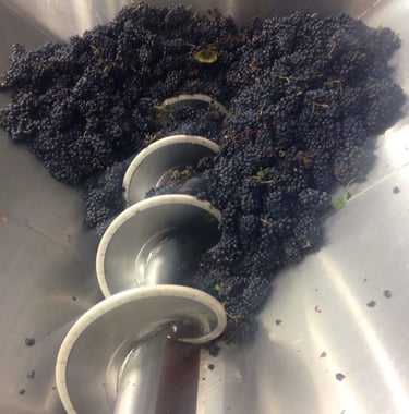 a bunch of grapes are being harvested in a machine