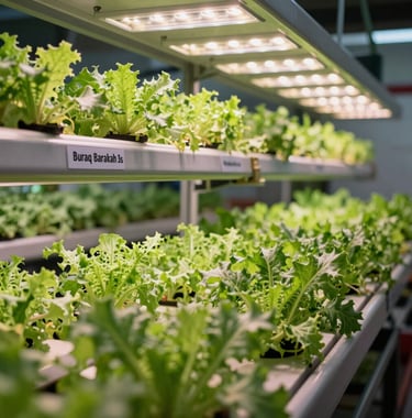 A vibrant indoor vertical hydroponic farm in Malaysia, showing rows of fresh greens under specialized LED growth lights, representing Buraq Barakah Barakah's technology.