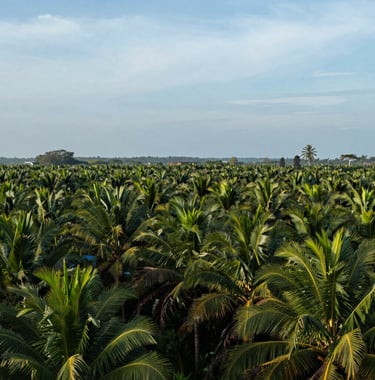 A panoramic photograph of a lush Southeast Asian / Indonesian palm oil plantation under a bright morning sky with muted blue tones.