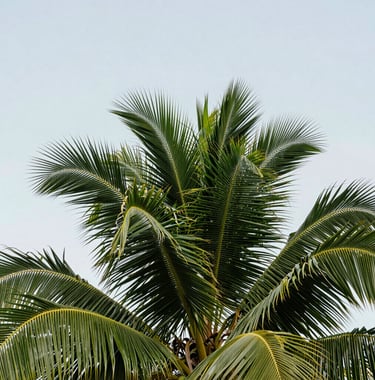 A close-up photograph of lush green palm fronds against a cloudless, pale sky. The lighting is bright and clean, reflecting a modern Caribbean aesthetic.