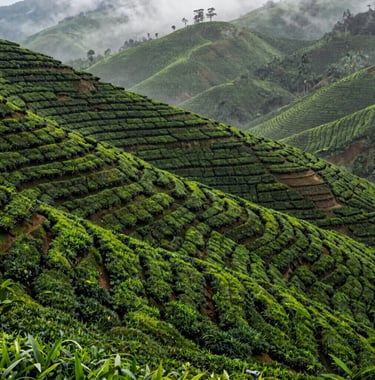 Vast, rolling tea plantations in Ciwidey, Bandung, with morning mist clinging to the moss green hills, professional landscape photography of a Southeast Asian / Indonesian setting.