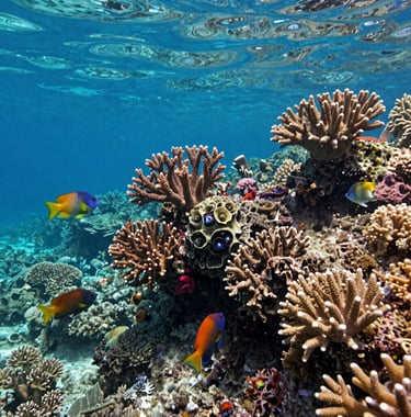 Underwater photography of vibrant coral reefs and exotic fish in the clear waters near Tidung Island, showcasing a Southeast Asian / Indonesian marine sanctuary.