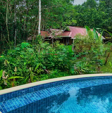 Jungle Cabins and pool at Toucan Hill Lodges