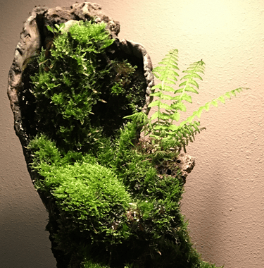 Indoor waterfall by Phil Mikkelson featuring dense Java moss, sculpted stone, and ferns soft lightin