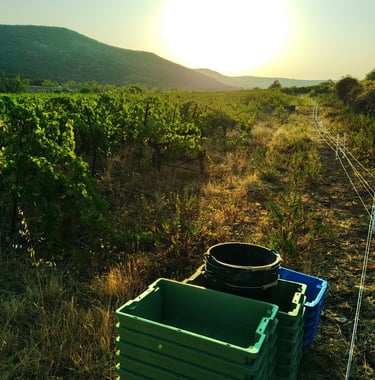 vendanges soleil levant dans vignes bio