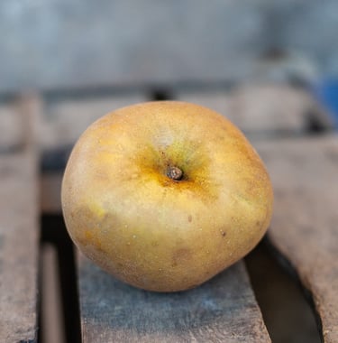Pomme Canada Grise bio du verger familial en Savoie, douce et parfumée