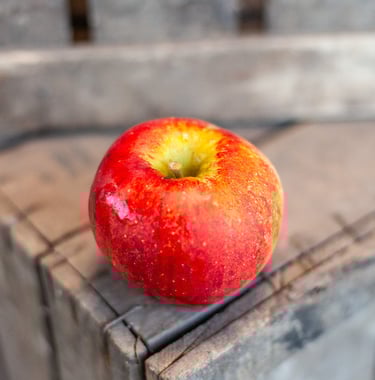 Pomme Pilot bio du verger familial en Savoie, savoureuse et croquante