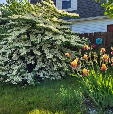 viburnum and irises