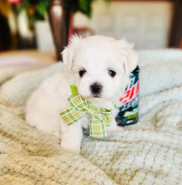 a white puppy Maltese wearing a green bow tie