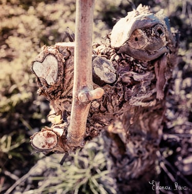 Cep de Vigne série Paréidolie Viticole un Amour de Cep ©Eléonore Parc