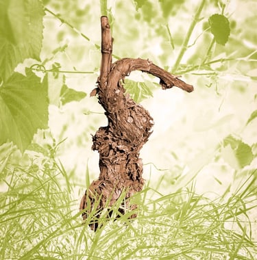 Cep de vigne évoquant un lapin ou une danseuse, photo d'art