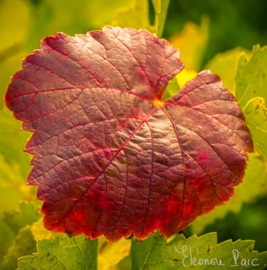 Feuille de vigne série Feuille de Vie ©Eléonore Parc