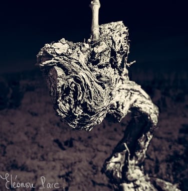 Très vieux cep de vigne torturé avec l'âge