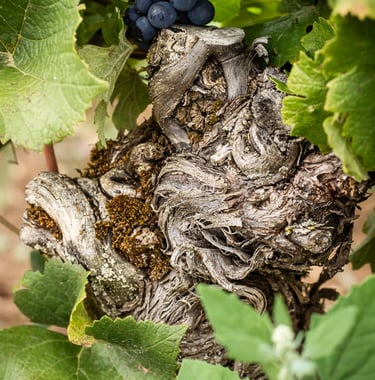 Cep de Vigne série Fier de ses Fruits ref FF-03 ©Eléonore Parc