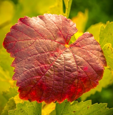 Feuille de vigne en automne
