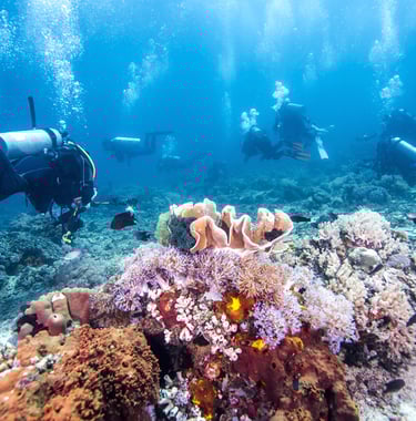 Scuba Diver passing the colourful coral reef of the Great Barrier Reef