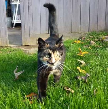 Amber walking towards the camera